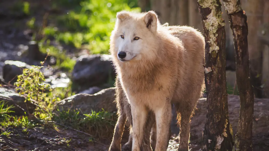 Ermittlungen nach Wolfsattacke im Wildpark