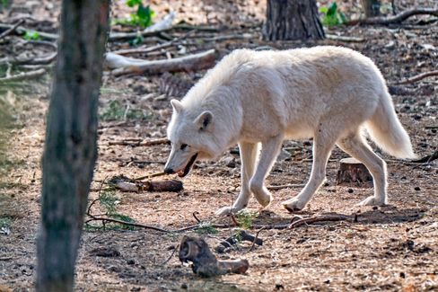 Untersuchung nach Wolfsangriff auf Mädchen in Brandenburg