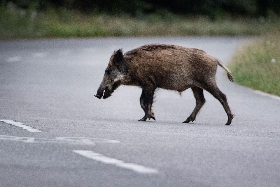 Auto kollidiert mit Wildschweinen in Hessen