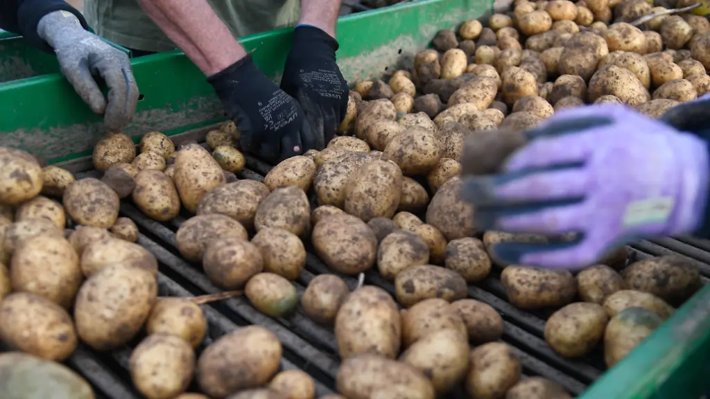 Preissteigerung bei Kartoffeln aufgrund geringer Ernte