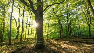Herbstliche Schätze: Nutzpflanzen sammeln und verarbeiten