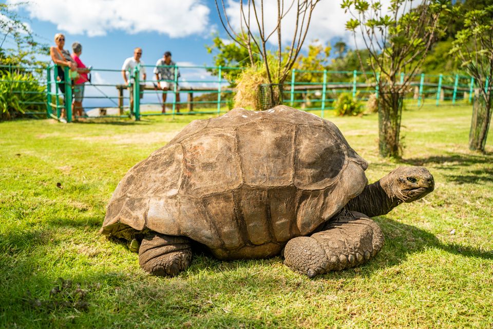Riesenschildkröte Jonathan bietet Einblicke ins Altern