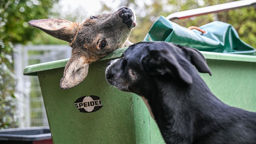Unfallwild als Hundefutter in Reutlingen
