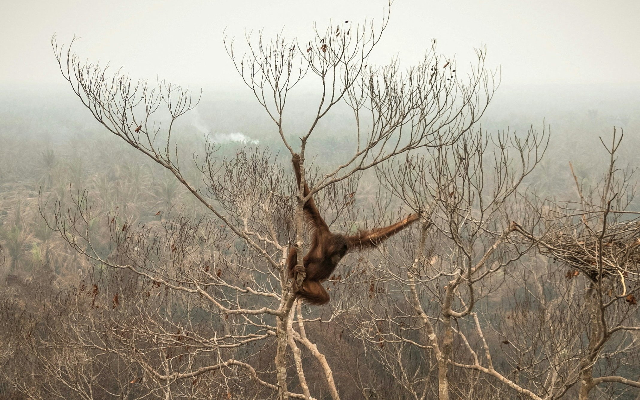 Waldbrände bedrohen Lebensräume auf Borneo