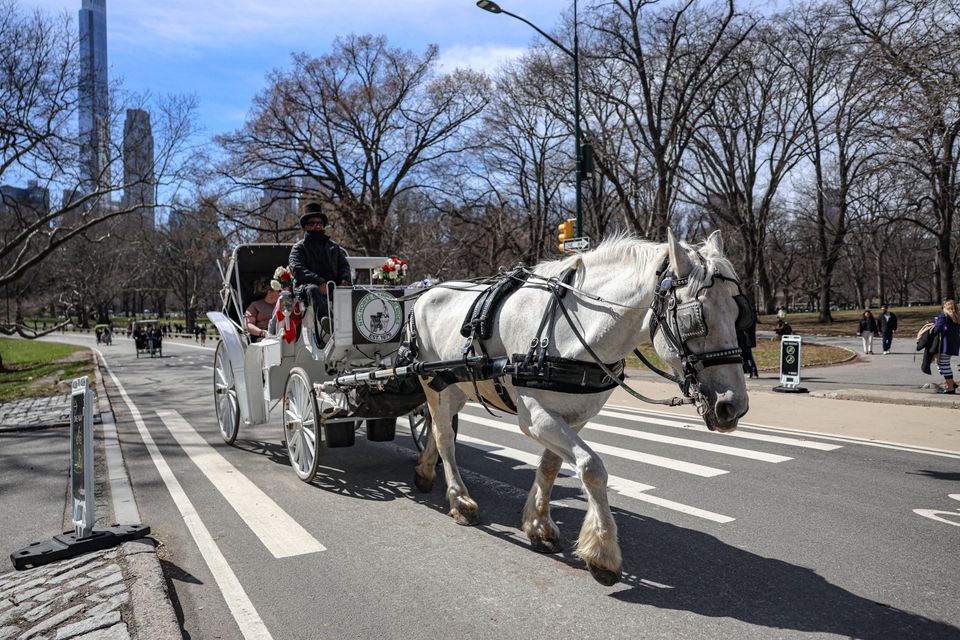 Debatte um Pferdekutschen im Central Park