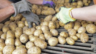 Schlechte Kartoffelernte treibt Preise stark nach oben