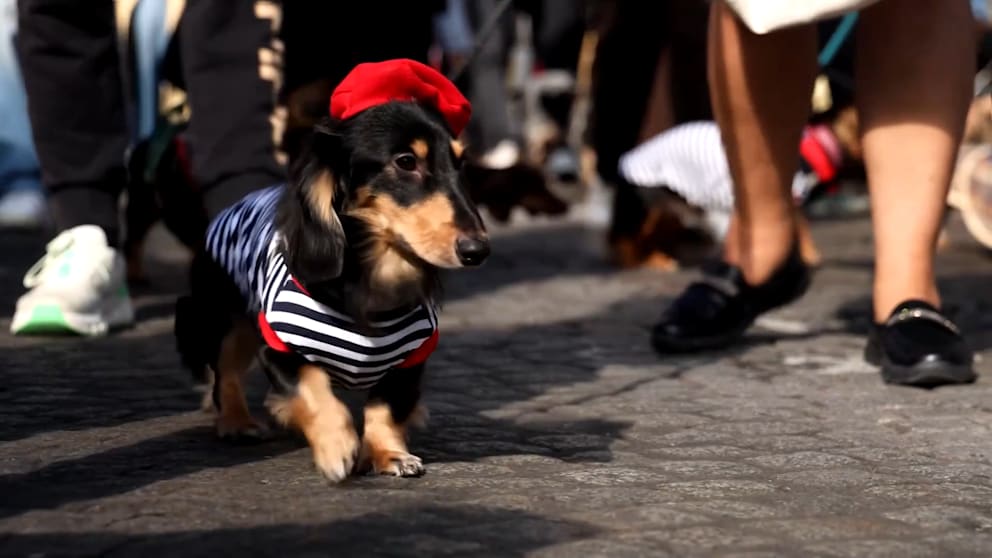 Dackel erobern die Champs-Élysées bei Paris Fashion Week