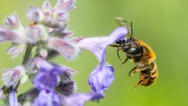 Biodiversität und Schutzgebiete in Deutschland